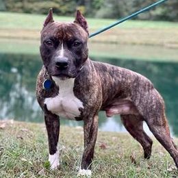 Drax - American Pit Bull Terrier