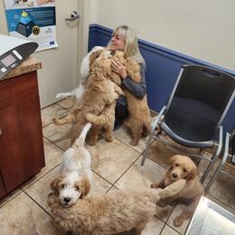 Goldendoodle Puppies from Costa's Curly Canines