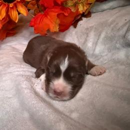 Gizmo - Red and white male Siberian Husky puppy in Ravena, New York from Osiris’s Siberians & Pomskies
