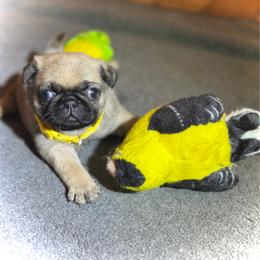 Yellow - Fawn female Pug puppy in Baylis, Illinois from Cameo's Pugs