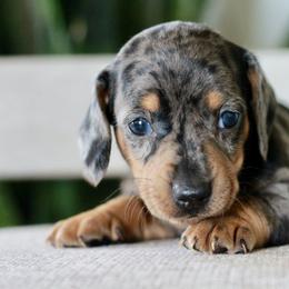 Dachshund Puppies from Tired Chef Dachshunds