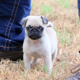 Ace - Fawn male Pug puppy in Winnsboro, Texas from Southern pugs