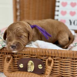 Purple - Red  female Goldendoodle puppy in Hesperia, Michigan from Red Acres Poodles & Doodles