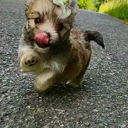 Companion Cross, Havanese, Mal-Shi, Maltese, Maltipoo, Morkie, and Shih Tzu Puppies from Seeking Shalom Acres Maltese, Maltipoos & Havamalts