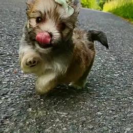 Companion Cross, Havanese, Mal-Shi, Maltese, Maltipoo, Morkie, and Shih Tzu Puppies from Seeking Shalom Acres Maltese, Maltipoos & Havamalts