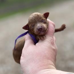 Lady - Red  female Goldendoodle puppy in Wharton, Texas from Little Fur Friends