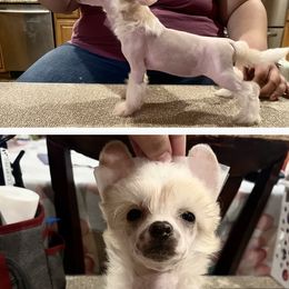 Chinese Crested and Poodle Puppies from Ariella Standard Poodles & Chinese Cresteds