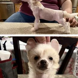 Chinese Crested and Poodle Puppies from Ariella Standard Poodles & Chinese Cresteds