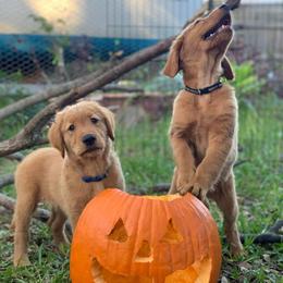 Golden Retriever Puppies from Ginger Snap Golden Retrievers