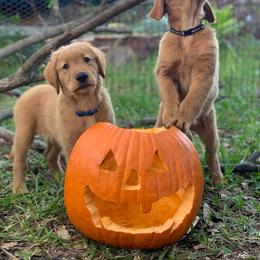 Golden Retriever Puppies from Ginger Snap Golden Retrievers