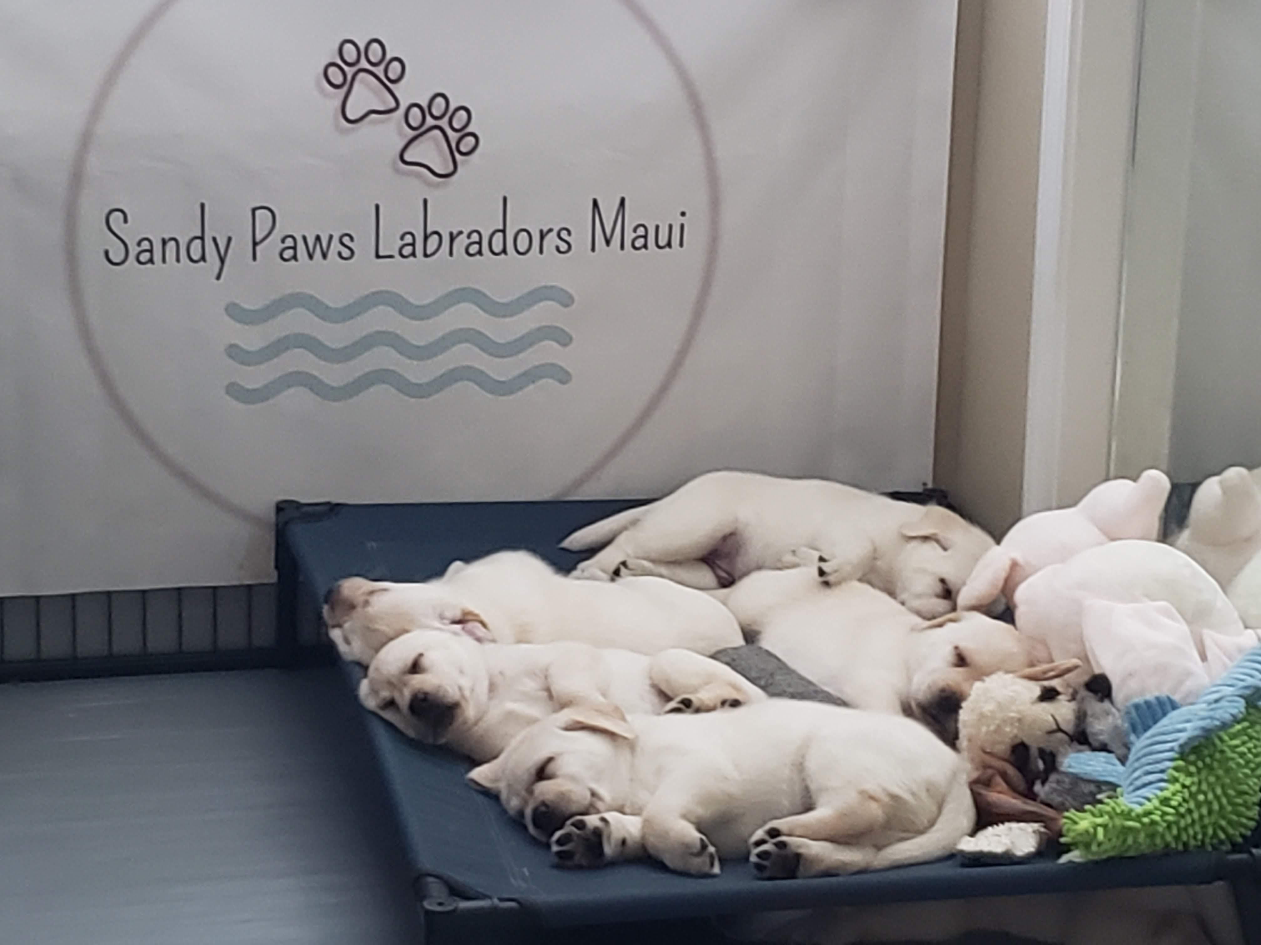 Sandy Lab Sandy Paws Labradors Maui in Hawaii | Labrador Retriever puppies | Good Dog