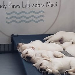 Labrador Retrievers from Sandy Paws Labradors Maui