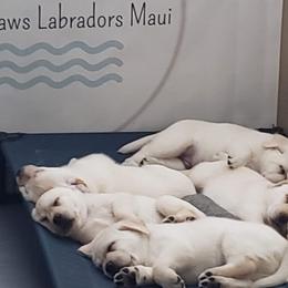 Labrador Retrievers from Sandy Paws Labradors Maui