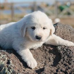 Boy 2 Black - White male Great Pyrenees puppy in Yakima, Washington from Naches Heights Ranch