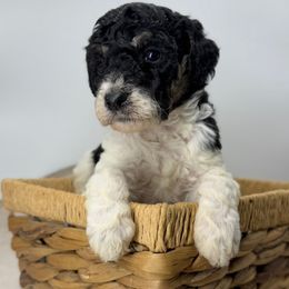 Key Lime - Black and white female Sheepadoodle puppy in Greeneville, Tennessee from Smokey Mountain Sheepadoodles
