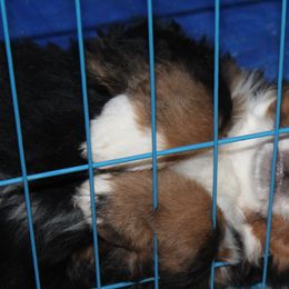 Bernese Mountain Dog Puppies from Baby Bear Bernese Kennel