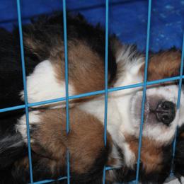 Bernese Mountain Dog Puppies from Baby Bear Bernese Kennel