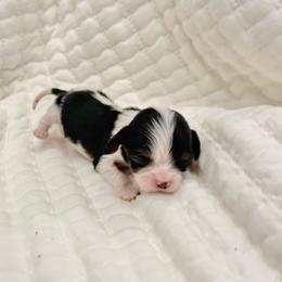 Rosalie - Tri-color female Cavalier King Charles Spaniel puppy in Draper, Utah from Peaks Pups — Exceptional by Nature. Raised with Purpose.