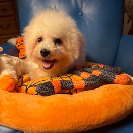 Purple passion - White male Bichon Frise puppy in Chatham, Illinois from Whitecreek