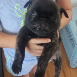 Leo - Brindle male Pug puppy in Hampstead, North Carolina from Delta pug puppies
