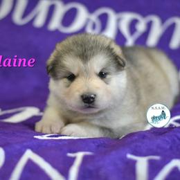 Elaine - Gray and white female Alaskan Malamute puppy in Kingston, Tennessee from North Shore Alaskan Malamutes
