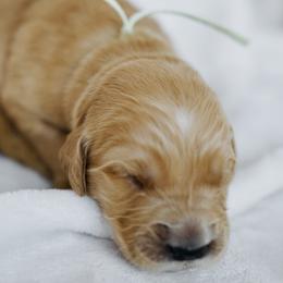 Hoboken - Light Blue Collar - Light golden male Golden Retriever puppy in Stockton, California from Golden Weenie Club