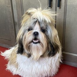 Shih Tzu Puppies from Willow Lane Shih Tzus