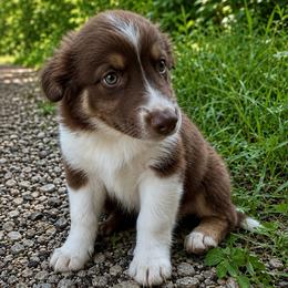 Haku - Red tri male Miniature Australian Shepherd puppy in Macomb, Missouri from Show Me MO Aussies