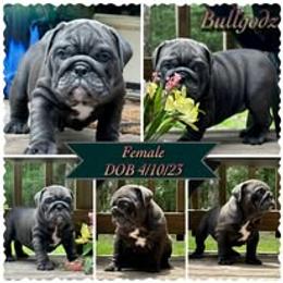 Bulldog Puppies from Bullgodz English Bulldogs