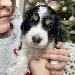 Milly - Black white and tan female English Springer Spaniel puppy in Battle Creek, Michigan from Eden Springer Spaniels
