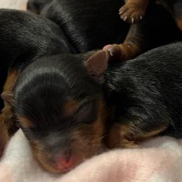 Thelma - Black and tan female Yorkshire Terrier puppy in Dallas, Texas from JBzPawz