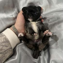 Pekingese All Grown Up from Sweet Pekes