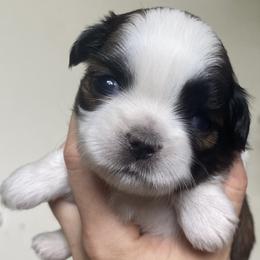 Michael - Brindle and white male Shih Tzu puppy in Jasper, Georgia from Tiny Bubbles Shih Tzus