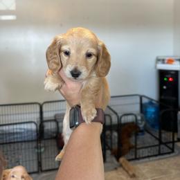 Boy 2 - Cream male Dachshund puppy in Las Animas, Colorado from J&D Dachsies