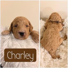 Charley - Cream male Goldendoodle puppy in Valdosta, Georgia from Designer Doodles of South GA