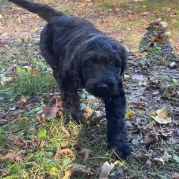 Labradoodle Puppies from CC Labradoodles