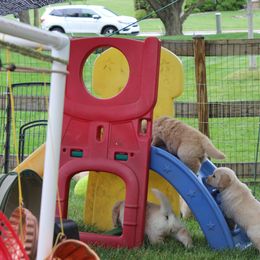 Golden Retriever Puppies from True Magic Goldens