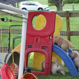 Golden Retriever Puppies from True Magic Goldens