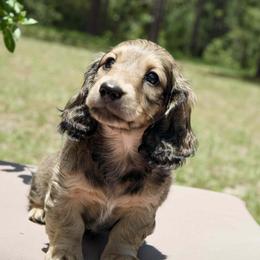 Tater - Cream male Dachshund puppy in Brooksville, Florida from Dapper Doxies