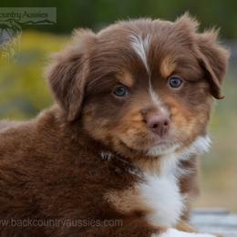 RTM-2 - Red tri-color male Miniature American Shepherd puppy in Baker City, Oregon from Back Country Aussies