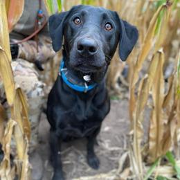 Labrador Retrievers from A List Retrievers