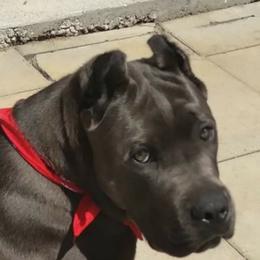 Cane Corso from Bear Valley Cane Corso
