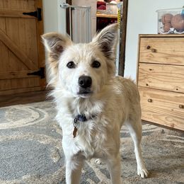 Harper - Border Collie