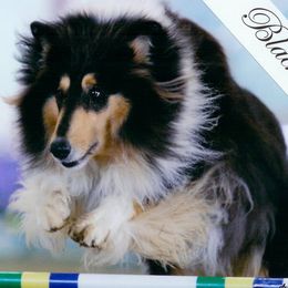 Collies from SHOWBOAT COLLIES