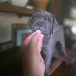 Thor - Gray male Cane Corso puppy in Asheville, North Carolina from MTO KENNELS