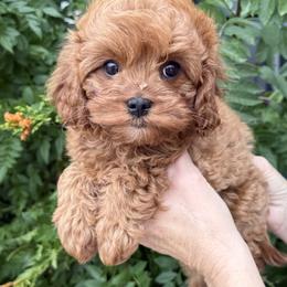 Bernedoodle, Cavapoo, and Goldendoodle Puppies from Adored Poodle & Doodles