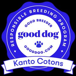 Coton de Tulear All Grown Up from Kanto Cotons
