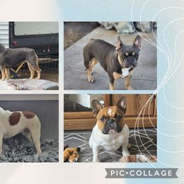 French Bulldog puppies from Honey Hole Frenchies