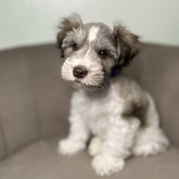 Blue - Parti male Miniature Schnauzer puppy in Tacoma, Washington from AKC Nordwest Schnauzers