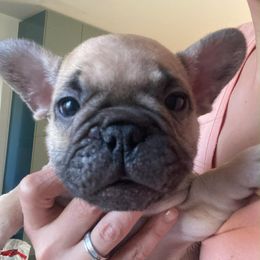 Norbert - Fawn male French Bulldog puppy in Sidney Center, New York from iFrenchi